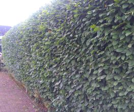 Heckenschnitt von GreenFairway e.K.