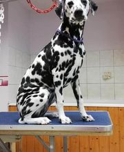 Aux Toutous Choyés image 9