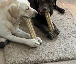 Die Schule der Labradorfreunde Bild 14