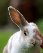 Lapins - Cabinet vétérinaire des Deux communes - Dr. Doris Hugi