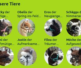 Alpaka Trekking Balmberg Tannenheim Bild 9