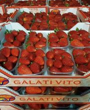 Gallery Professionale