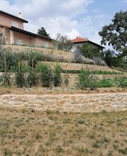 Centroplana image 2