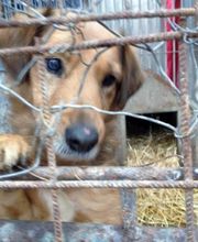 Second Hand Hunde in Not Bild 1