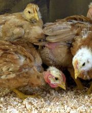 La Poussinière SCEA image 6