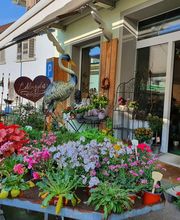 Blumen und Pflanzen Bild 6