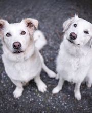 A-Z-Hundetraining Bild 5