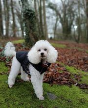 Artist'O Chien image 9