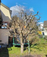 DZ Hauswartung und Gartenunterhalt Bild 8