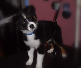 Chanadog image 4