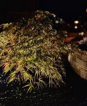 Kallen Gartenbau und Unterhalt Bild 3