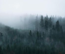 Forest Expert Solutions image 1