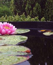 Bösch-Gärten AG Bild 9