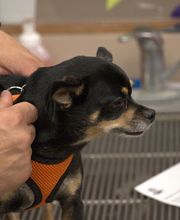 Westside Family Pet Clinic image 2