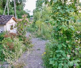 Wildblumendienst Bild 1