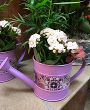 Floristería Campo y Jardín imagen 9