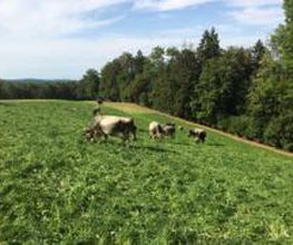 Ferme-Restaurant Pierreberg Bild 8