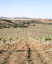 195098439-1-4PAluZ17Qc1782194805693.jpeg