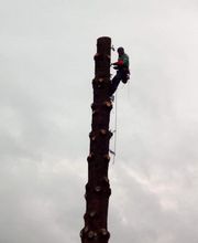 Normandie Arboriste image 2