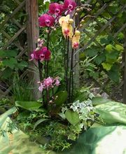 Bärtschi Blumen Pflanzen Floristik Bild 10