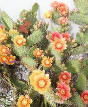 Hübscher Garten AG Bild 7