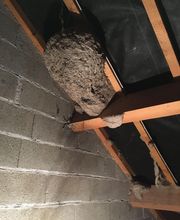 Berry Guêpes Frelons image 4