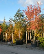 Bernhard Baumschulen AG Bild 12