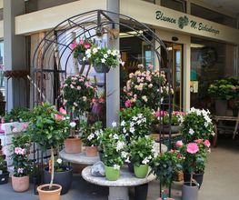Blumen Eichenberger Horgen Bild 5