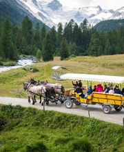 Wohlis Kutschbetrieb &  Ginas Reitschule Bild 5