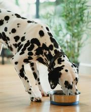 Cuidamos tu perro imagen 12