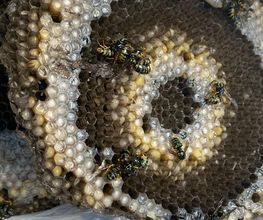 Abeille45.DGF image 7
