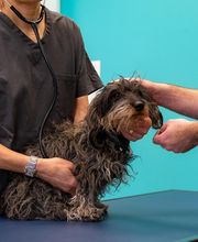 Clinique vétérinaire du Barlet - Douai - Sevetys image 2