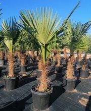 Planthispania imagen 5