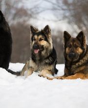 Etho'dog by VJ image 3