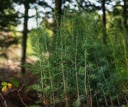 Treebreathe Sàrl Bild 7