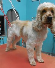 La Bichonnerie Henin image 9