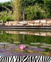 Zebra AG Garten & Pool Bild 2