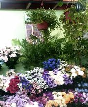 Floristería Manuela imagen 16