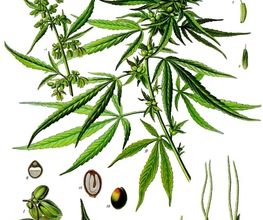LLORET LEGALIZE imagen 2