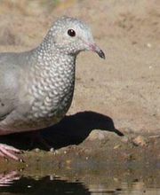 Alamo Inn B&B, Gear & Tours image 9