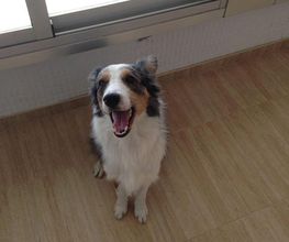 clinica-veterinaria-polop-perro-02.jpg