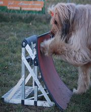 Hundeschule Göttingen Bebra Bild 3