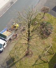 Kroneneinkürzung Baumpflege Klückers