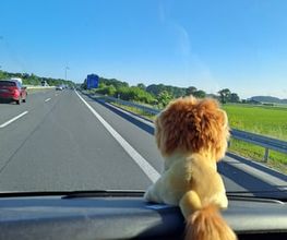 Die Umzugslöwen De Moll Bild 3