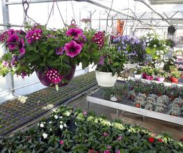 Bee wie Blumen Bild 8