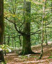 FriedWald Bad Laasphe Bild 3