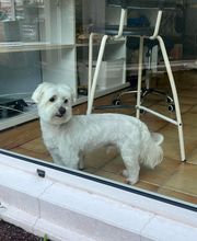 Happy Dog image 7