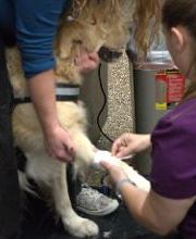 Westside Family Pet Clinic image 9