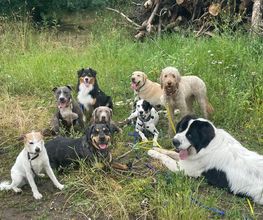 Doglife Bild 10