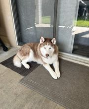 Mutt Hut Pet Grooming image 13